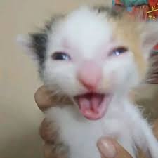 White Cat