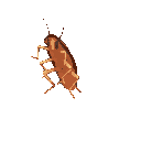 A gif of a roach doing a simple dance