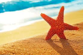 sea star