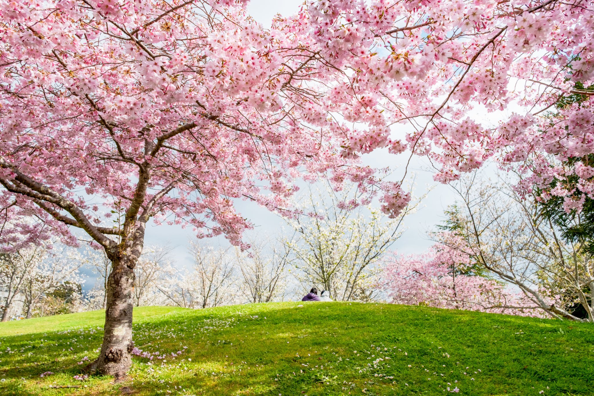 Spring